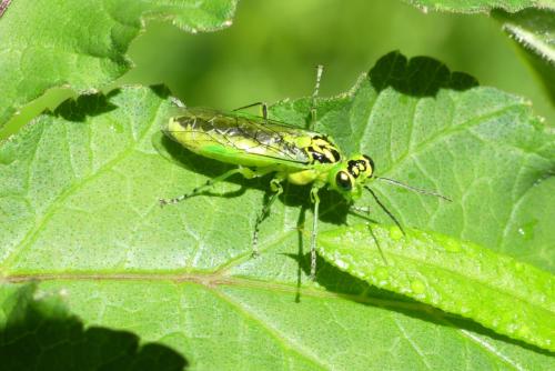 Réf. 282 569 : Rhogogaster chlorosoma